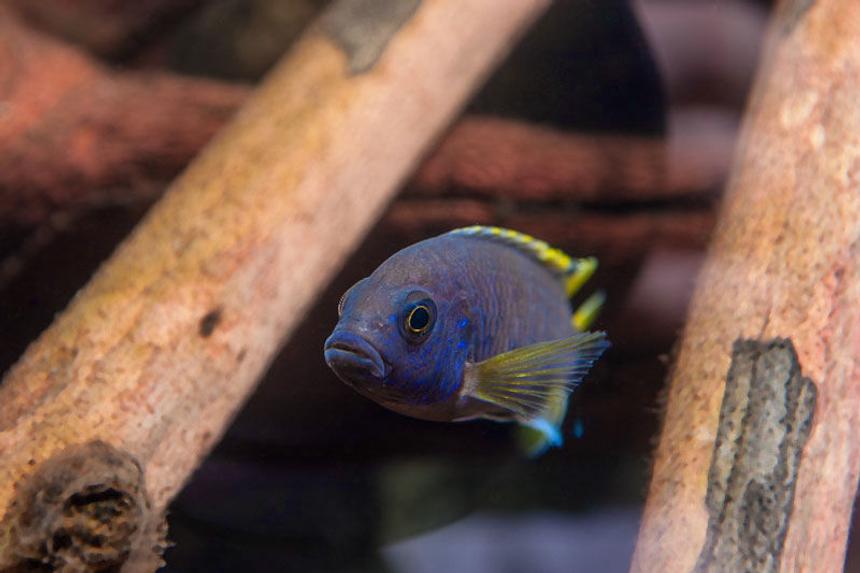 Rated #12: Freshwater Fish - Copadichromis Borleyi - Yellowfin Borleyi Cichlid Stocking In 56 Gallons Tank - Peacock Cichlid