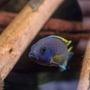 freshwater fish - copadichromis borleyi - yellowfin borleyi cichlid stocking in 56 gallons tank - Peacock Cichlid