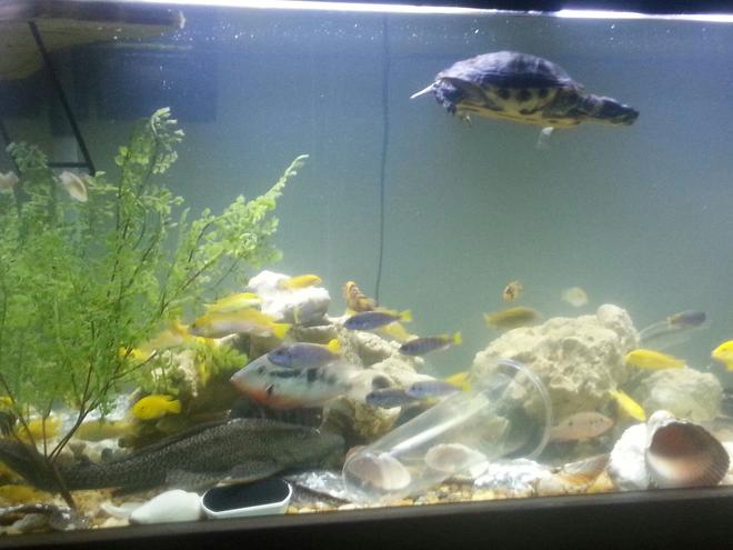 126 gallons freshwater fish tank (mostly fish and non-living decorations) - Happy fish