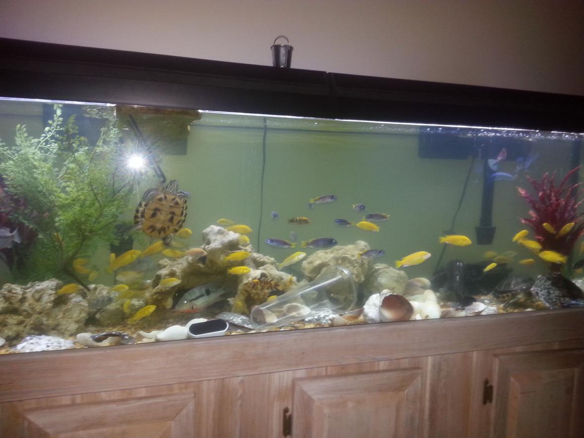 126 gallons freshwater fish tank (mostly fish and non-living decorations) - My tank
