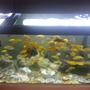 fish tank picture - Chiclids