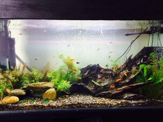 85 gallons freshwater fish tank (mostly fish and non-living decorations) - Almost there
