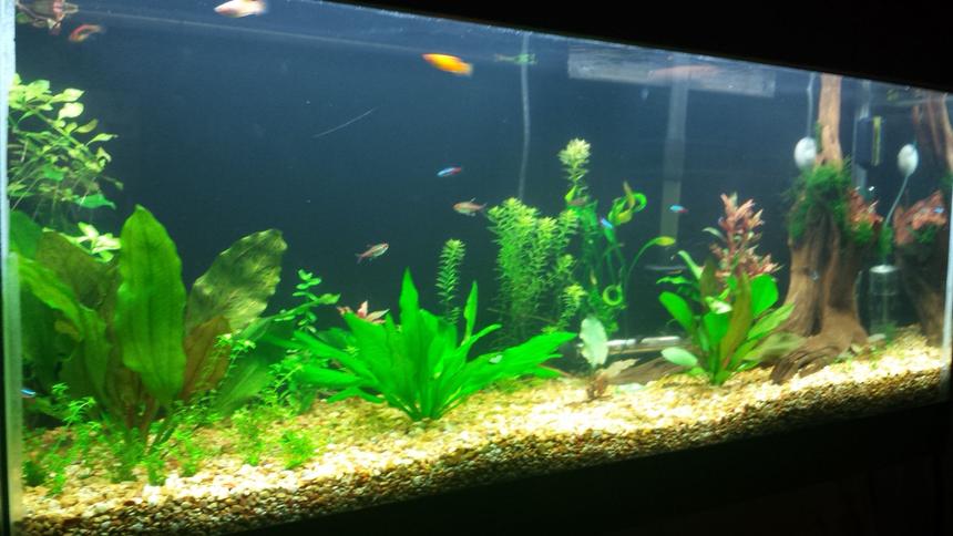 Rated #62: 55 Gallons Freshwater Fish Tank - 1 month after setup and still in progress