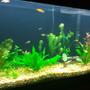 55 gallons freshwater fish tank (mostly fish and non-living decorations) - 1 month after setup and still in progress