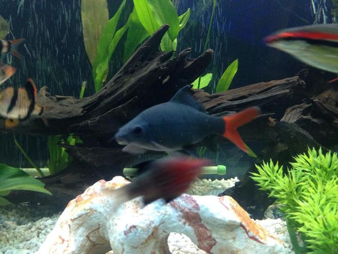 freshwater fish - epalzeorhynchos bicolor - redtail shark stocking in 125 gallons tank - 6 inch redtail shark