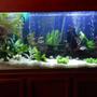 125 gallons planted tank (mostly live plants and fish) - the 125 gallon is now going planted. I have added a lot of driftwood and live plants