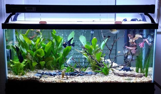 75 gallons planted tank (mostly live plants and fish) - 75 planted tank