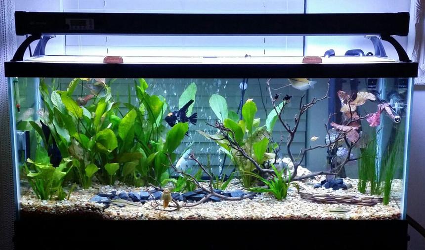 Rated #54: 75 Gallons Planted Tank - 75 planted tank