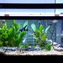75 gallons planted tank (mostly live plants and fish) - 75 planted tank