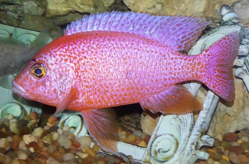 Rated #24: Freshwater Fish - Haplochromis Sp. - Fire Cichlid Stocking In 75 Gallons Tank - Fire cichlid