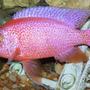 freshwater fish - haplochromis sp. - fire cichlid stocking in 75 gallons tank - Fire cichlid