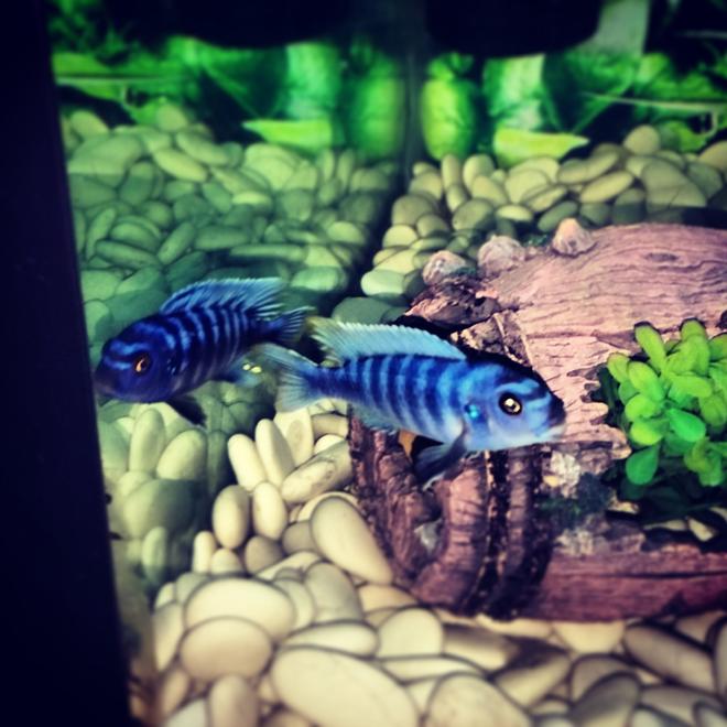 freshwater fish - metriaclima callainos - cobalt blue zebra cichlid stocking in 114 gallons tank - Blue zebra cichlids