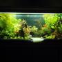 fish tank picture - My 23G tank