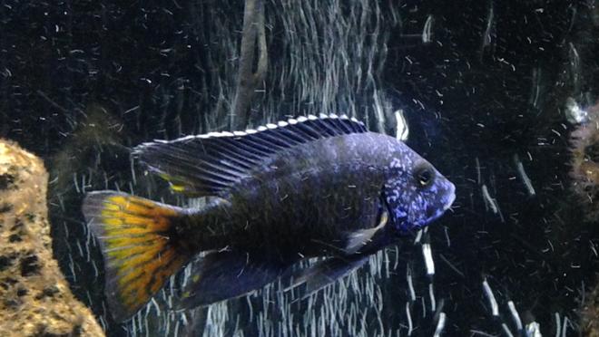 freshwater fish - aulonocara stuartgranti ngara - ngara flametail stocking in 120 gallons tank - Ngara