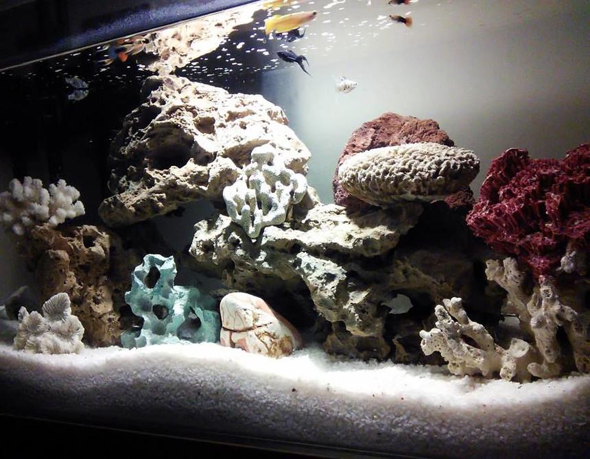 Rated #41: 33 Gallons Reef Tank - Aquarium made with white crystal clear 8MM American Glass. Aqueon QuietFlow Power Filter 4 Stage Advanced Filtration System,  Octopus 3500co Ultra Quiet Two Outlet Pump, ECO Thermometer Water Heater, Track-Lights, Sea Rocks, Corals, Rainbow Rocks, Volcano Rock, Sea Wood etc collected/bought from different countries.