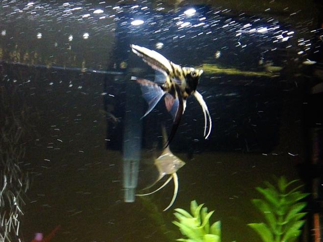 freshwater fish - pterophyllum sp. - koi angel stocking in 36 gallons tank - UABSleeper89's Juvenile Angelfish