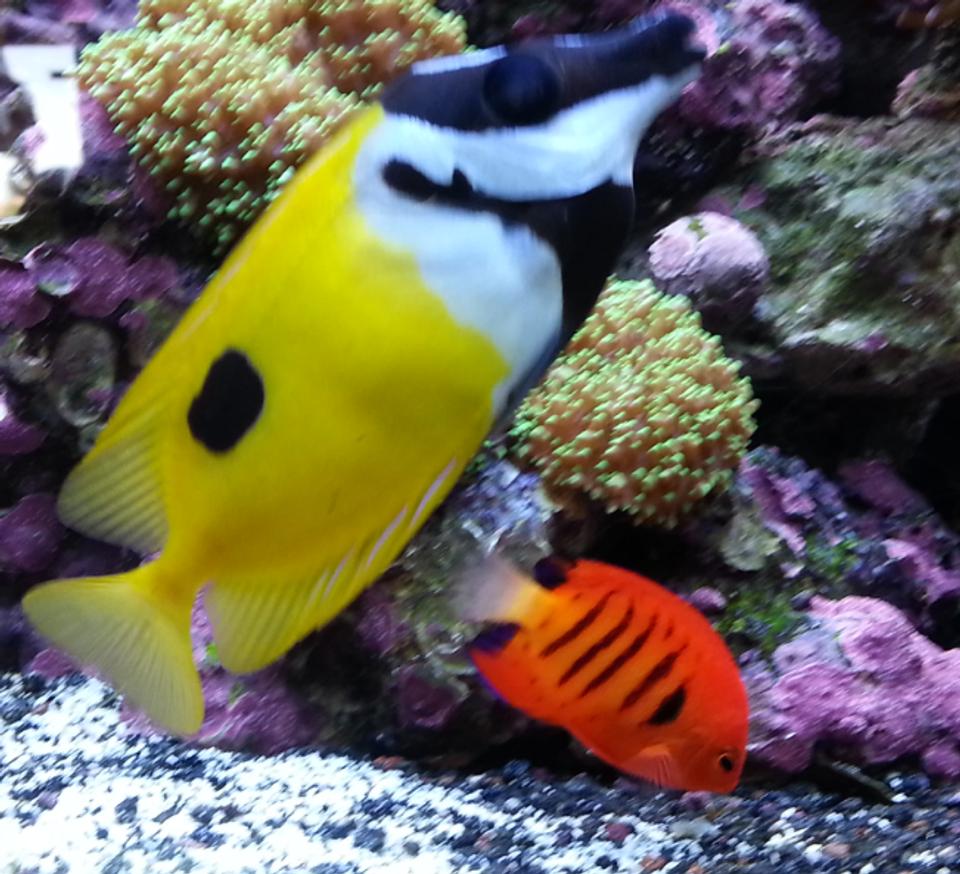 saltwater fish - siganus unimaculatus - one spot foxface stocking in 80 gallons tank - Flame angel and fox face