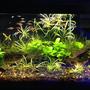 20 gallons planted tank (mostly live plants and fish) - 20 long with 11 espei rasboras, 9 neons, 5 emerald eye rasboras, 4 otto cats, and 7-10 cherry shrimp with plants.
