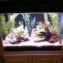30 gallons freshwater fish tank (mostly fish and non-living decorations) - Community tank filling the void of old box TV built in.