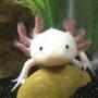 freshwater fish - ambystoma mexicanum - axolotl stocking in 40 gallons tank - 6 month old Axolotl!
