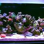fish tank picture - 3 of 4
