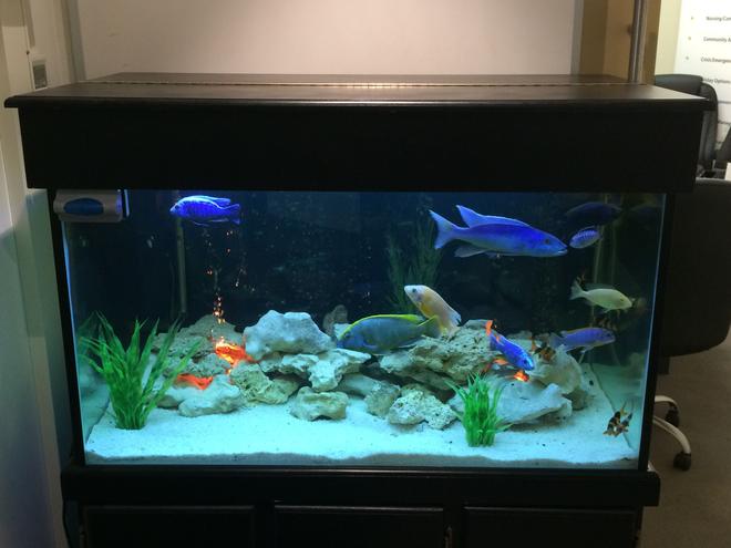 106 gallons freshwater fish tank (mostly fish and non-living decorations) - 100 + gallon tank, assorted white rock, marble chips, fluval canister filter and plastic plants :) assorted fish include venustus, Champsochromis caeruleus, common plecostomus, gold spotted plecostomus, featherfin catfish, clown loaches and cuckoo catfish