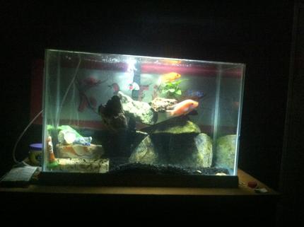 75 gallons planted tank (mostly live plants and fish) - Chichlid tank 
4 mixed chichlids 
One unidentified plant that\'s done well 
Bin they have bin gettin alone well together for about a year