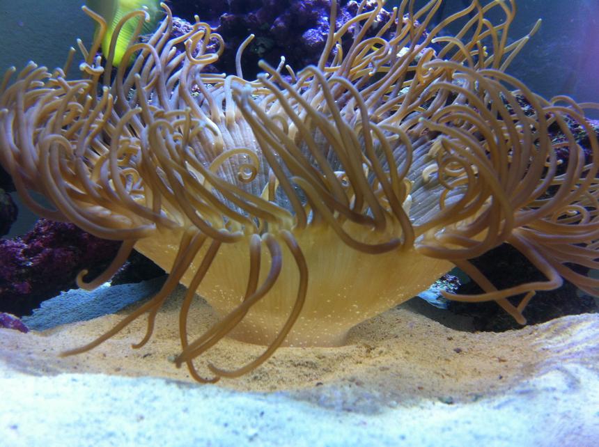 Rated #10: Corals Inverts - Macrodactyla Doreensis - Long Tentacle Anemone Stocking In 75 Gallons Tank - Long tenical that was about the size of a golf ball when I got it it was one of the orriginal things paced in tank it was him an a black and a orange clown fish an all are alive today 3 years later