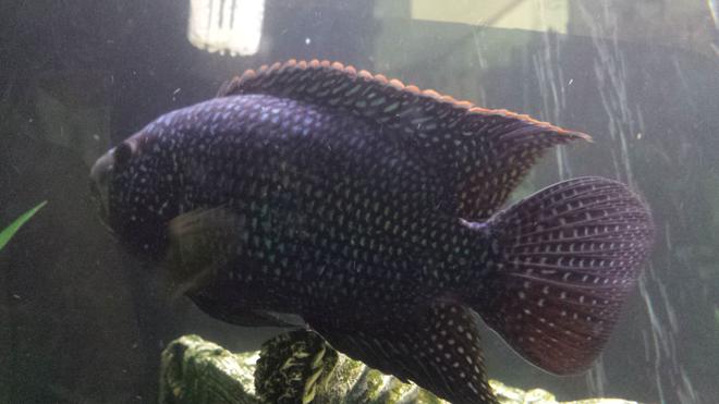 freshwater fish - nandopsis octofasciatum - jack dempsey stocking in 135 gallons tank - Jack dempsey