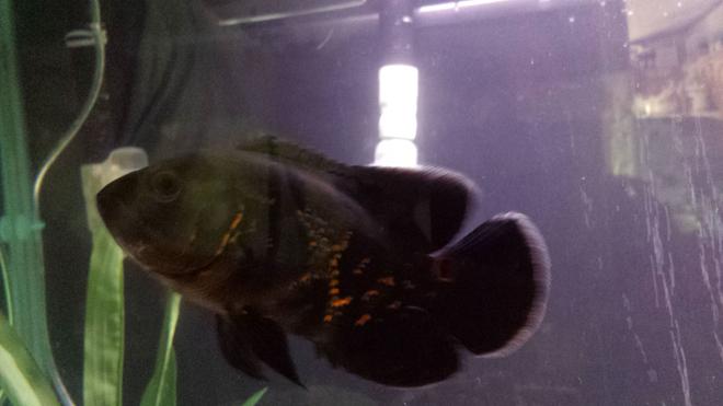 freshwater fish - astronotus ocellatus - tiger oscar stocking in 135 gallons tank - Tiger oscar
