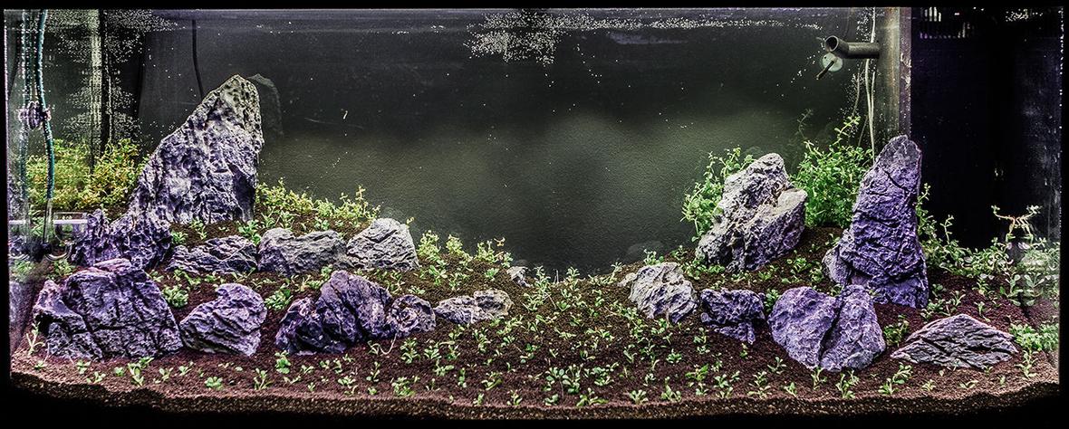 150 gallons planted tank (mostly live plants and fish) - Natur Aquarium (Takashi Amano Style)
