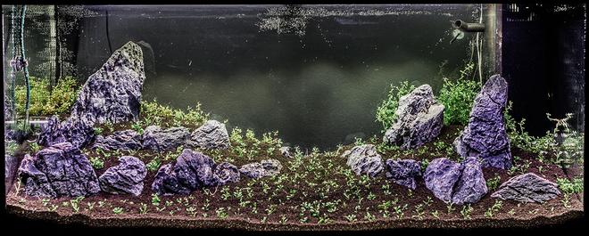 150 gallons planted tank (mostly live plants and fish) - Natur Aquarium (Takashi Amano Style)