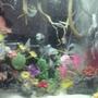 fish tank picture - tanks