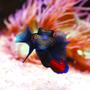 saltwater fish - synchiropus splendidus - green mandarin ( stocking in 105 gallons tank - Mandarin