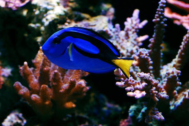 saltwater fish - paracanthurus hepatus - blue tang stocking in 105 gallons tank - Blue Hippo