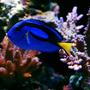 saltwater fish - paracanthurus hepatus - blue tang stocking in 105 gallons tank - Blue Hippo