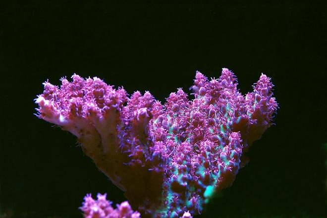 corals inverts - acropora sp. - red planet stocking in 105 gallons tank - Red Planet