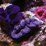 corals inverts - tridacna maxima - maxima clam stocking in 105 gallons tank - Clams