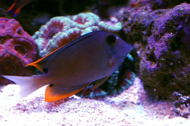saltwater fish - ctenochaetus tominiensis - bristletooth tomini tang stocking in 105 gallons tank - Tomini