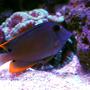 saltwater fish - ctenochaetus tominiensis - bristletooth tomini tang stocking in 105 gallons tank - Tomini