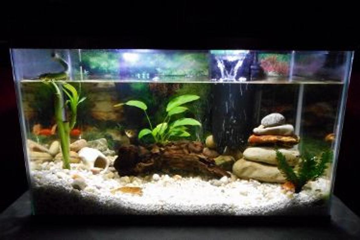 10 gallons freshwater fish tank (mostly fish and non-living decorations) - Fresh water community tank