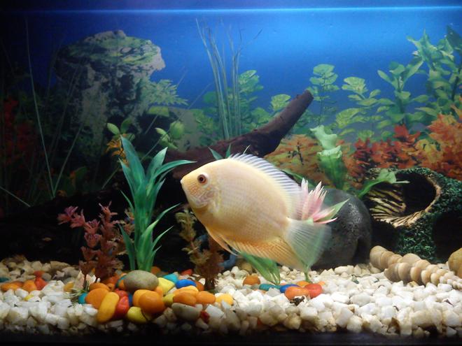 52 gallons freshwater fish tank (mostly fish and non-living decorations) - My lovely, Golden Severum.....