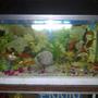 fish tank picture - additional picture