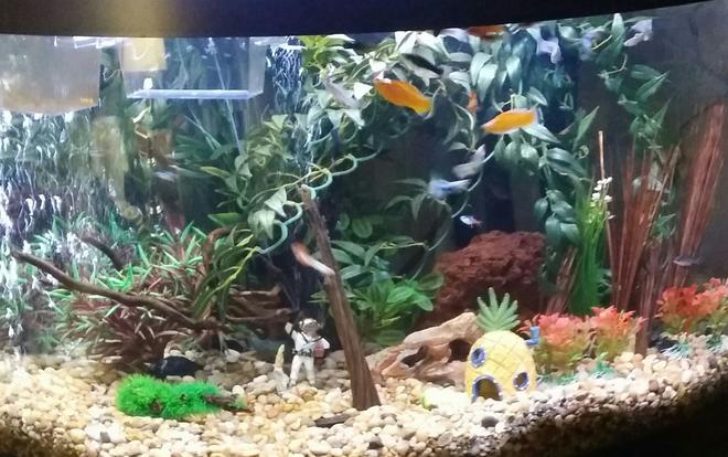 75 gallons freshwater fish tank (mostly fish and non-living decorations) - Front of tank. Tank is approx 3 months old. 75 gallon freshwater with fake plants and natural decor except sponge Bob