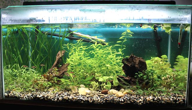 45 gallons planted tank (mostly live plants and fish) - 45 gallon planted community