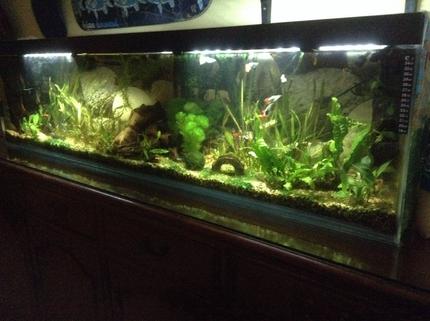 55 gallons planted tank (mostly live plants and fish) - Peaceful tropical community