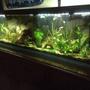55 gallons planted tank (mostly live plants and fish) - Peaceful tropical community