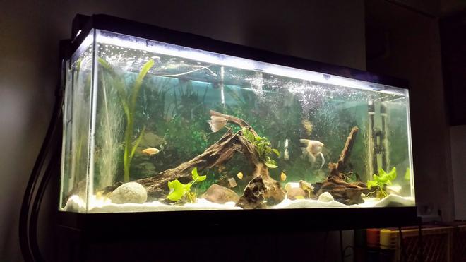 55 gallons freshwater fish tank (mostly fish and non-living decorations) - This one shows its true beauty.hope you guys appreciate it as much as I.