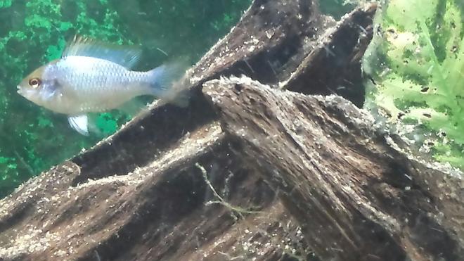 freshwater fish - mikrogeophagus ramirezi - electric blue ram stocking in 55 gallons tank - Electric blue ram.