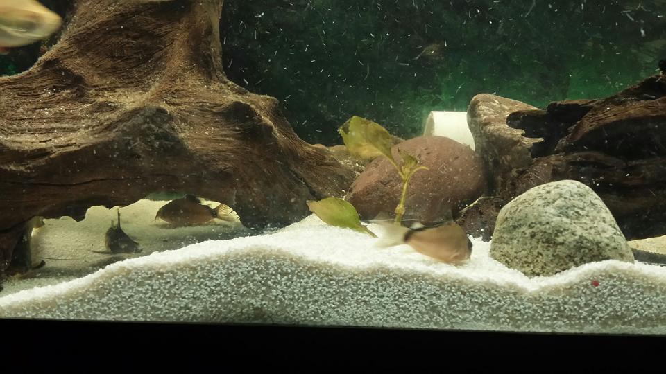 freshwater fish - corydoras metae - bandit cory stocking in 55 gallons tank - Bandit corys